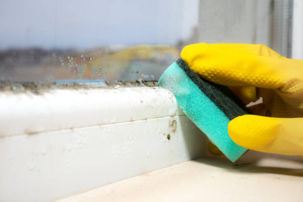 Best Black Mold Remediation in Westminster, MD