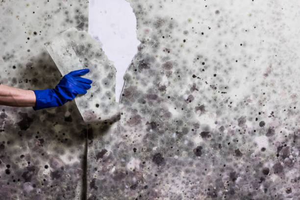 Best Bathroom Mold Remediation in Westminster, MD